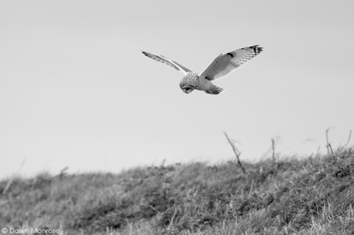 Short-eared owl, Asio flammeus, hunting, Suffolk. March