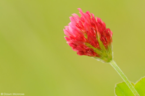 Crimson clover, Trifolium incarnatum, Scarlet Clover, Italian Clover, Carnation Clover, Breckland, Norfolk, May, Spring, close up