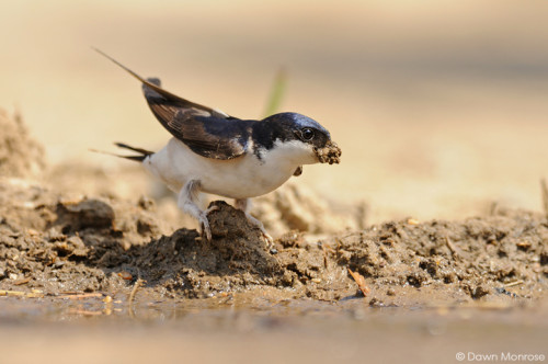 House Martin, Delichon urbica, perched on ground, collecting mud, puddle, farmyard, Norfolk, May