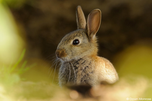 Rabbit, Oryctolagus cuniculus, young rabbit in undergrowth, Fen, Norfolk, May
