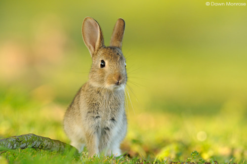 Rabbit, Oryctolagus cuniculus, young rabbit, alert, Fen, Norfolk, May