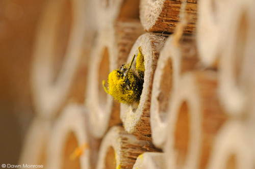 Red Mason bee, Osmia rufa, at entrance to nest hole, bee nest box, covered in pollen, May, Norfolk