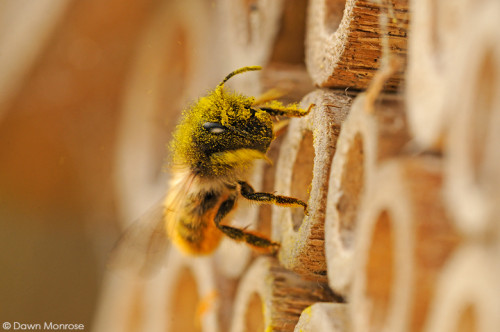 Red Mason bee, Osmia rufa, at entrance to nest hole, bee nest box, taking off, covered in pollen, May, Norfolk
