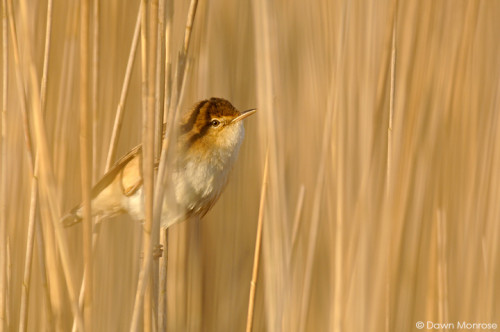 Reed Warbler, Acrocephalus scirpaceus, perched amoungst reeds, Fen, Norfolk, May, Spring
