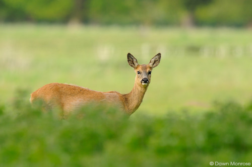Roe deer, Capreolus capreolus, female, doe, in field, Norfolk, May, Spring