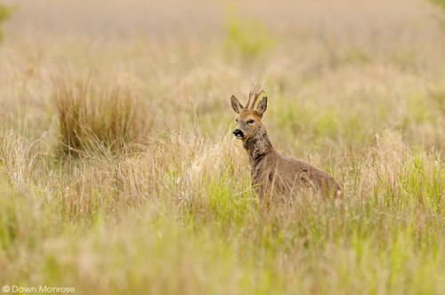 Roe deer, Capreolus capreolus, male, buck, early morning, Fen, Spring, May, Norfolk