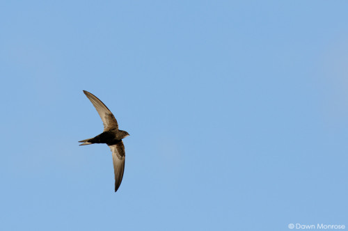 Swift, Apus apus, in flight, Norfolk, May