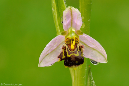 BeeOrchid130615DM7406