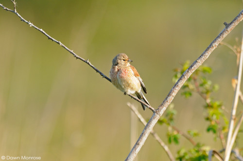 Linnet, Carduelis cannabina, perched on twig, fen, Norfolk, May
