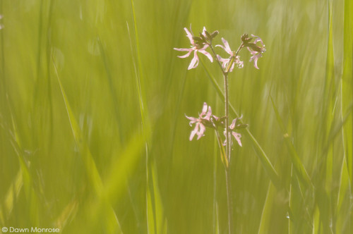 Ragged Robin, Lychnis flos-cuculi, amoungst reeds, Norfolk, Fen, May
