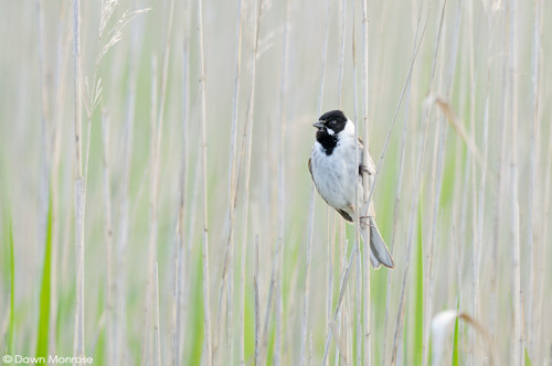 Reed bunting, Emberiza schoeniclus, Male perched in reeds, Norfolk, Fen, May