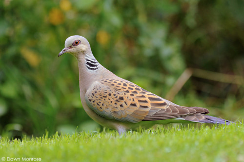 Turtle Dove, Streptopelia turtur, garden lawn, August, Summer, Norfolk