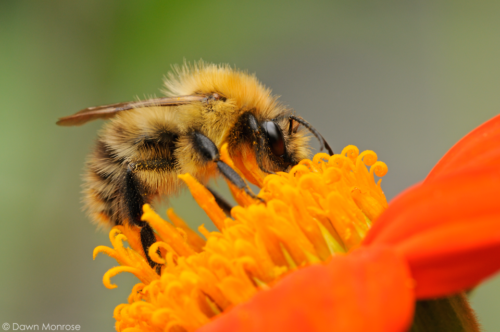 September - Common Carder Bee