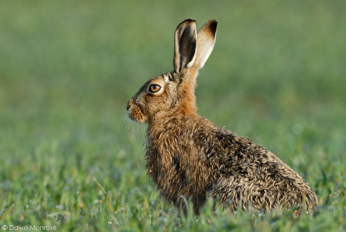 Brown Hare, Norfolk