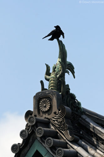 Large-billed Crow, Jungle Crow, Corvus macrorhynchos, perched on top of ornate buildling, Tokyo Imperial Palace, Japan
