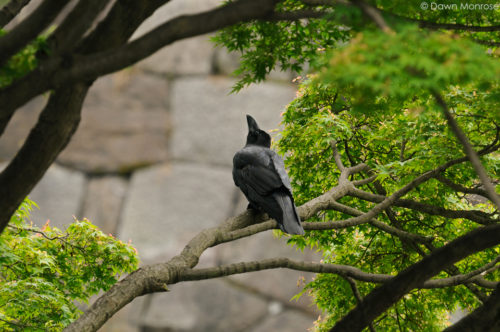 Large-billed Crow, Jungle Crow, Corvus macrorhynchos, perched in maple tree, Tokyo Imperial Palace, Japan