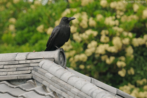 Large-billed Crow, Jungle Crow, Corvus macrorhynchos, perched on top of buildling, Tokyo Imperial Palace, Japan