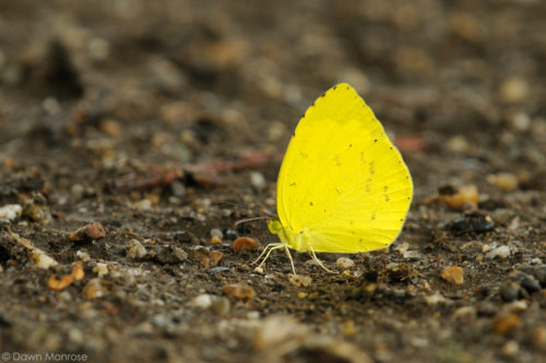 Common Grass Yellow, Eurema hecabe, butterfly, on ground, Nara Park, Japan