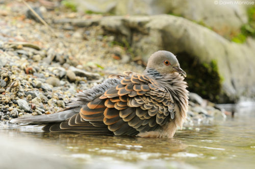 Oriental Turtle Dove, Streptopelia orientalis, bathing in stream, Kyoto Imperial Palace Park, Kyoto, Japan