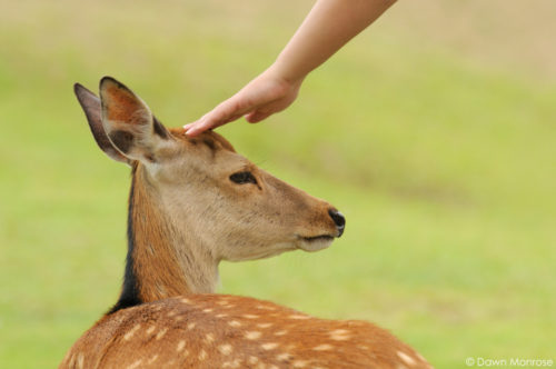 Sika deer, Cervus nippon, Japanese deer, Spotted deer, deer being petted, Nara Park, Japan