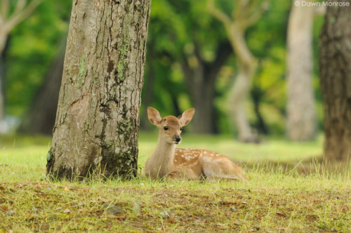 Sika deer, Cervus nippon, Japanese deer, Spotted deer, fawn resting under tree, Nara Park, Japan