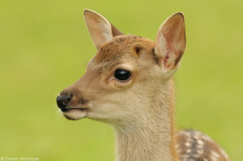 Sika deer, Cervus nippon, Japanese deer, Spotted deer, close up of fawn, Nara Park, Japan