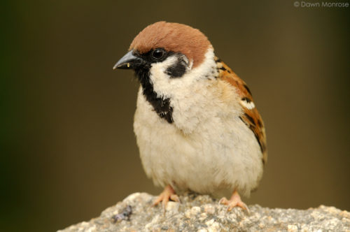 Tree Sparrow, Passer montanus, perched on a rock, Kyoto Imperial Palace Park, Kyoto, Japan