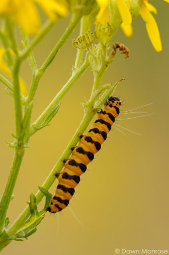 Cinnabar moth caterpillar, Tyria jacobaeae, feeding on Ragwort, Norfolk, July, Summer