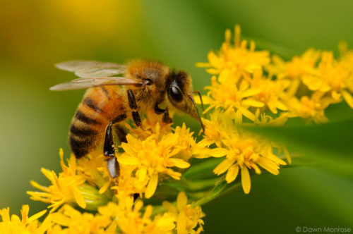 Honey bee, Apis mellifera, feeding on Golden Rod, garden, Norfolk, July, Summer
