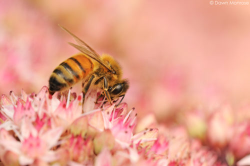 Honey bee, Apis mellifera, feeding on sedum, Norfolk, August, UK