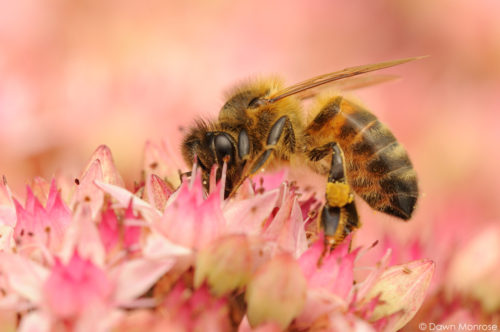 Honey bee, Apis mellifera, feeding on sedum, Norfolk, August, UK