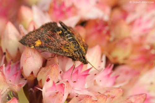 Mint Moth, Pyrausta aurata, on sedum, garden, Autumn, Norfolk