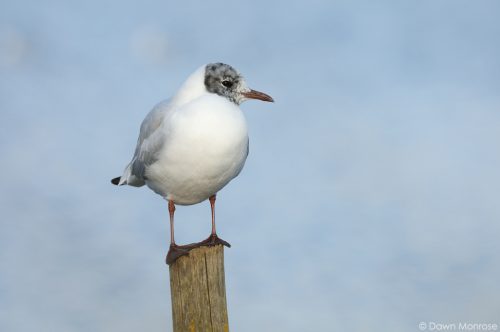 Black-headed gull Chroicocephalus ridibundus, perched on wooden post Bushy Park, London