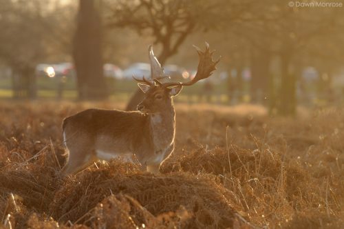 Fallow deer, Dama dama, buck, male, backlit in evening light, Bushy Park, London.