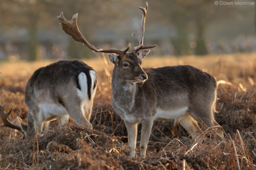 Fallow deer, Dama dama, buck, male, two in evening light, Bushy Park, London.