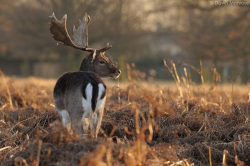 Fallow deer, Dama dama, buck, male, backlit in evening light, Bushy Park, London.