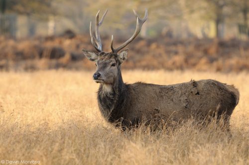 Red deer, Cervus elaphus, stag, male, close up, Bushy Park, London,