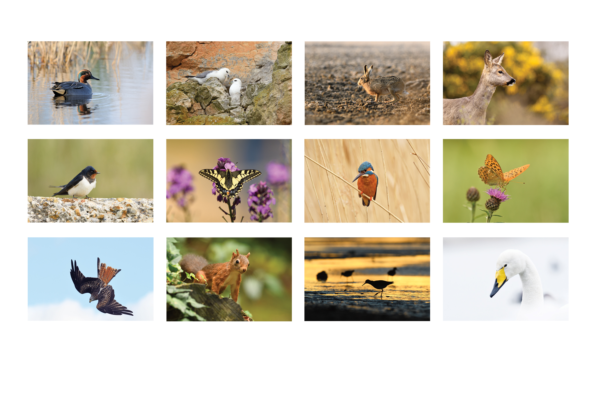 2026 Wildlife Calendar - Image 5
