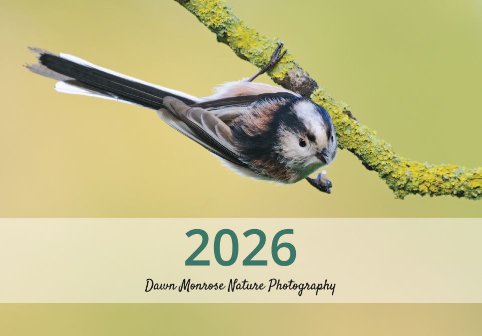 2026 Wildlife Calendar